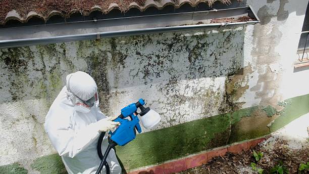 Top rated local Mold Remediation specialists in Beulah, MI
